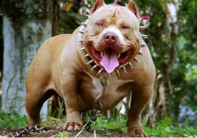 8-most-aggressive-dog-breeds-number-6-will-surprise-you-rtria